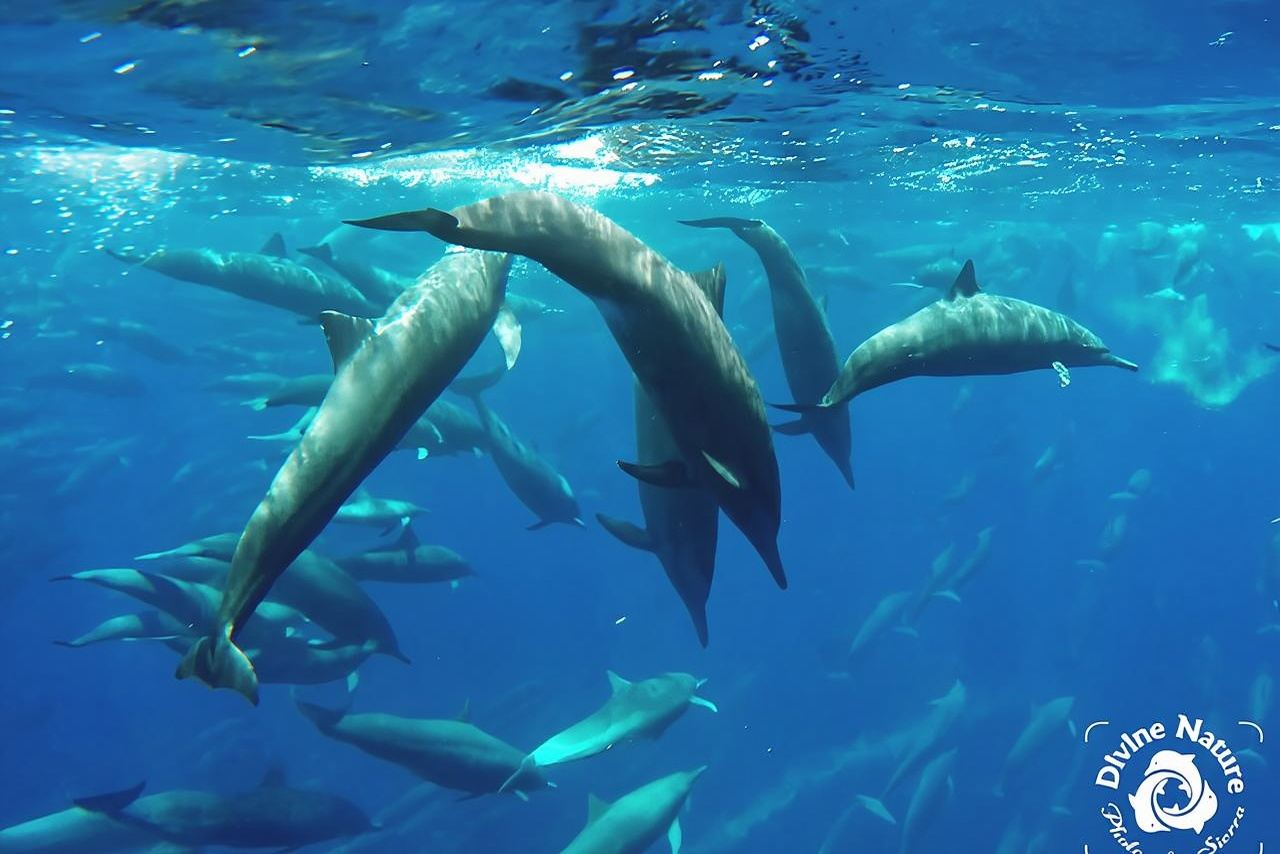Delfin- und Walbeobachtungstour in der Drake Bay, wie sie auf National Geographic gezeigt wurde
