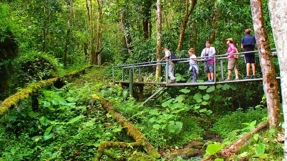 Escursione nella foresta nebulare, ore 8:30 (minimo 2 persone)