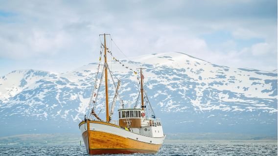 ノルウェーのトロムソ/オスロ フィヨルド クルーズ (カタマラン/伝統的な大型船 + 静かなホエールウォッチング/海釣り/夜のオーロラ鑑賞/シーユーアゲイン)