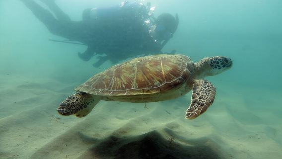 Scuba Tour for Certified Divers in San Juan