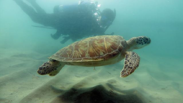 Excursión de buceo para buceadores certificados en San Juan