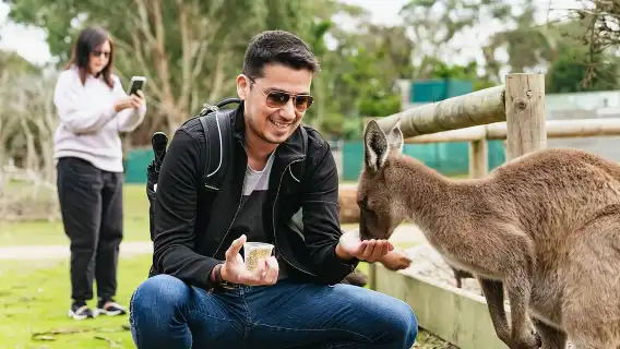 Penguin Parade, & Wildlife Encounters Eco Tour from Melbourne