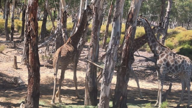 Tafelberg und Aquilla Game Reserve Sonnenuntergangssafari