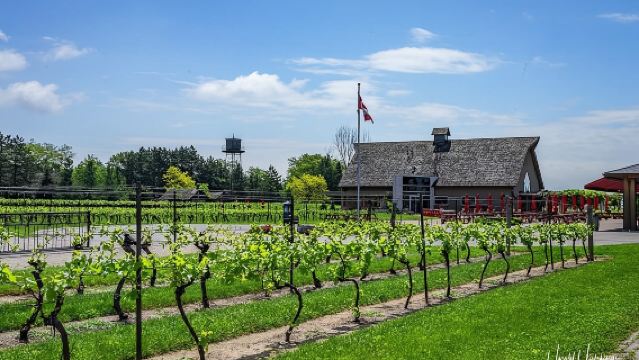 Private Customizable Scenic Niagara Winery Tasting Day Tour