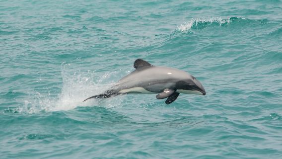 新西蘭南島阿卡羅阿黑貓號海豚遊船【可選與海豚共游丨多場次安排】