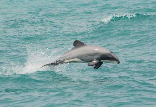 Black Cat Cruises Akaroa Dolphin Cruise in South Island, New Zealand [Optional Swim with Dolphins | Multiple Time Slots Available]
