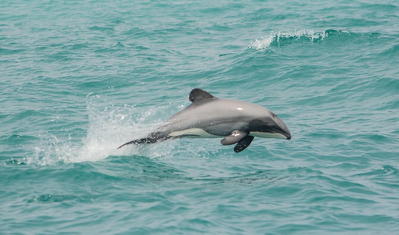 ニュージーランド南島アカロア ブラックキャット号ドルフィン遊覧船【イルカと泳ぐオプション可能|複数回のスケジュール】