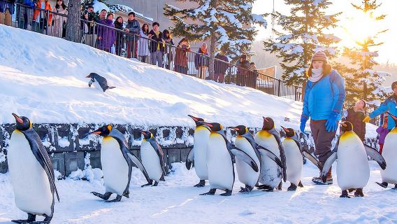 Однодневный тур в зоопарк Асахияма (Хоккайдо) + Рождественская ёлка + Сикисай + Эльфы|9 человек на выбор