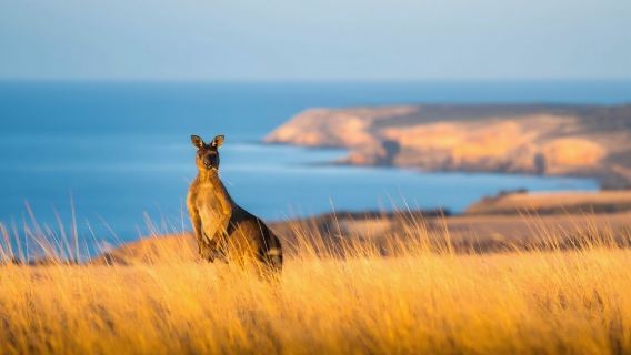 excursión de un día: Isla Canguro + Bahía de las Focas + Arco Flagship. Disponible para reserva individual; se requiere un mínimo de 6 personas para una excursión en grupo.