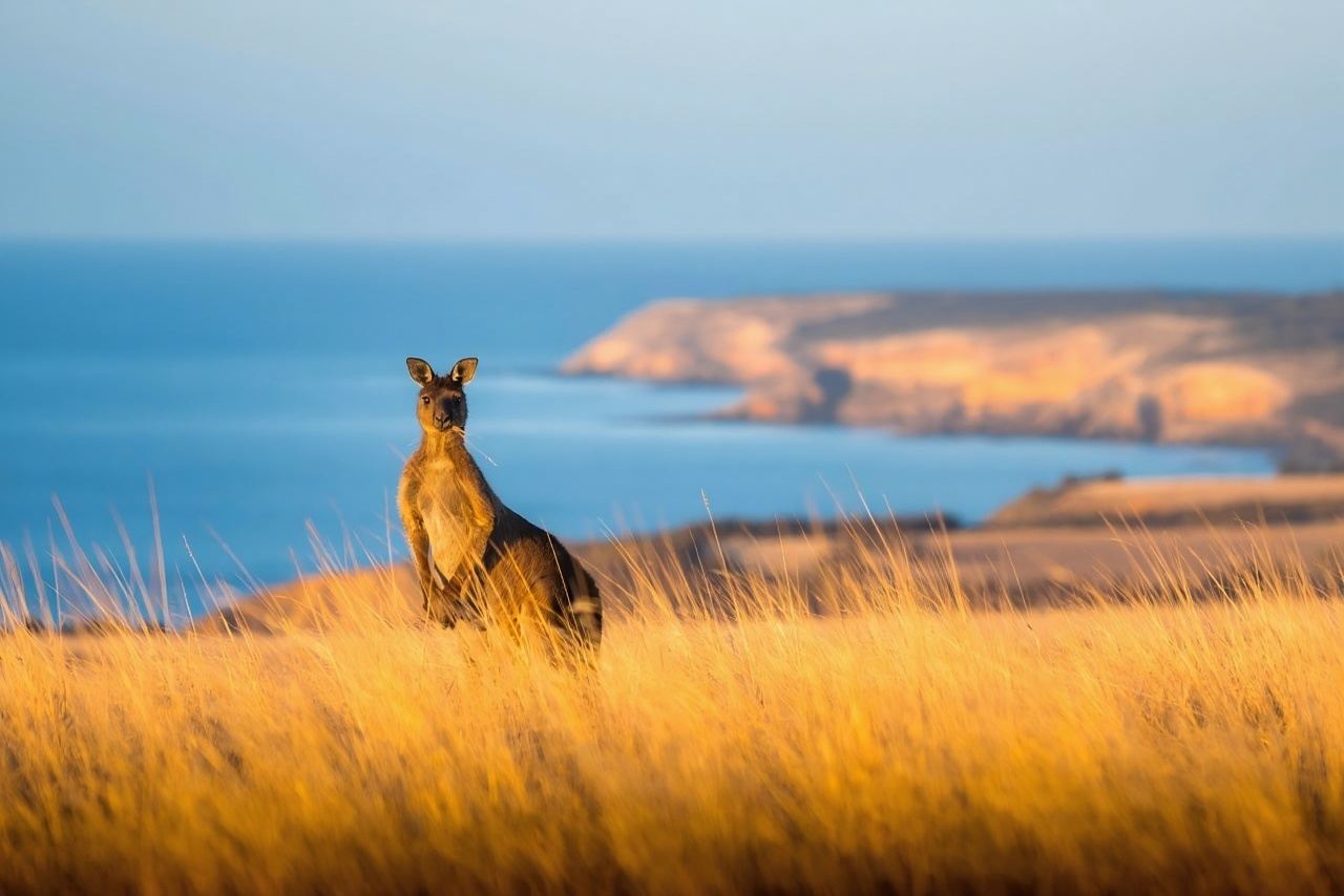 Однодневный тур по острову Кенгуру в Южной Австралии: остров Кенгуру + Сил Бэй + Маленькая Сахара + Адмиралс Арк + Удивительные скалы