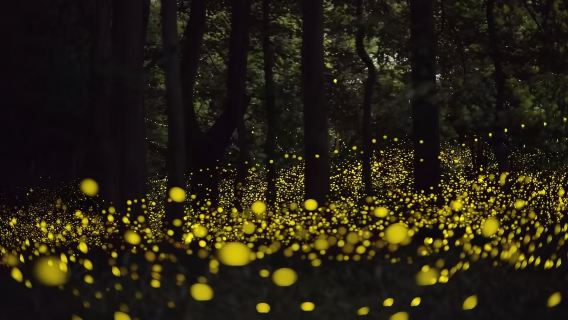 Philippines Bohol Bee Farm Check-in Cliff Sunset + Firefly Watching Romantic Pursuit Tour