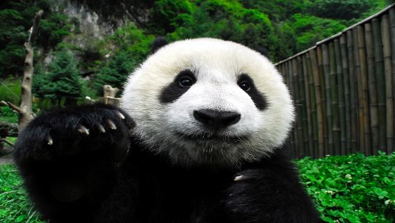 ChengduTours