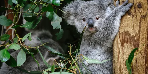 【賓士/三姊妹峰/雪梨動物園/3纜車】雪梨動物園+藍山一日遊