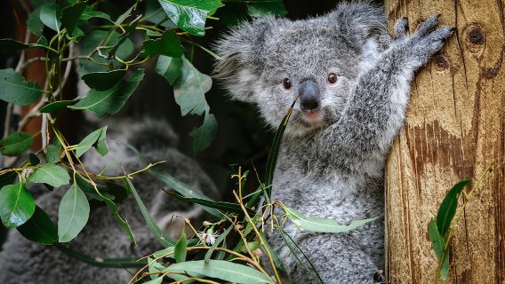 Mercedes-Benz & Minibus Group Tour: Lincoln's Rock + Zoo + 3 Cable Cars - Blue Mountains 1-day tour