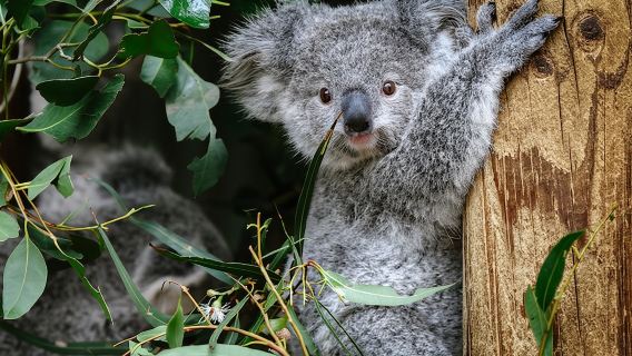 [Summer Special Offer & Sydney Zoo + Blue Mountains Day Trip] Three Cable Cars/Three Sisters/Lura
