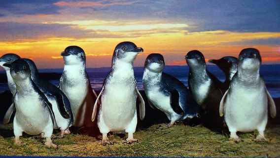 菲利普島企鵝歸巢+彩虹小屋一日遊【墨爾本出​​發瑪璐動物園】