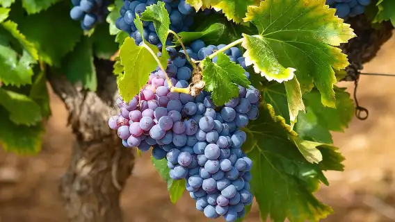 Half-Day Wine Tasting and Saint Paul de Vence Tour from Nice