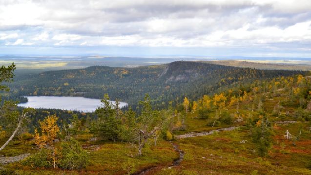 Ruka: Escursione al sole di mezzanotte sul Valtavaara