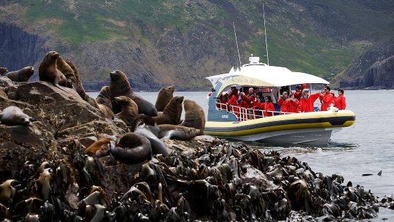3-hour wilderness cruise on Tasmanian Bruny Island [optional departure from Hobart]