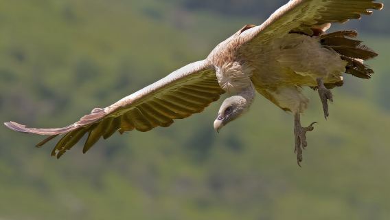 Desde Málaga: tour de senderismo por el Torcal de Antequera