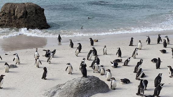 Lawatan harian peribadi ke Penguin, Cape Point & Table Mountain