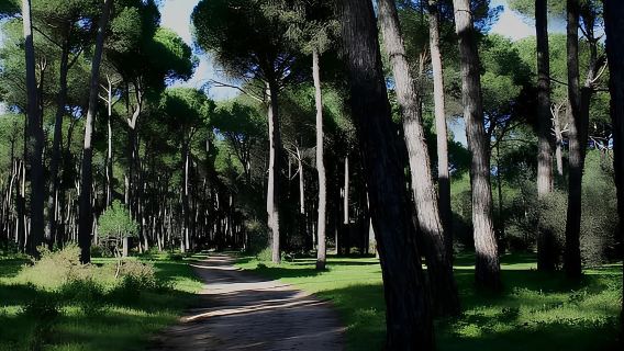 Rome: Horseback Riding Experience in Castel Fusano