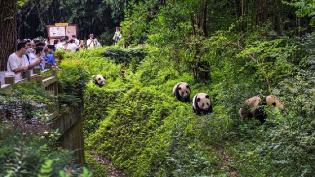 四川成都+熊貓谷+都江堰+灌縣古城包車一日遊