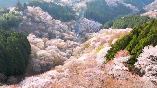 Berangkat dari Osaka: Tur Harian ke Gunung Yoshino, Kuil Nanhō-ji & Nara untuk Menikmati Sakura