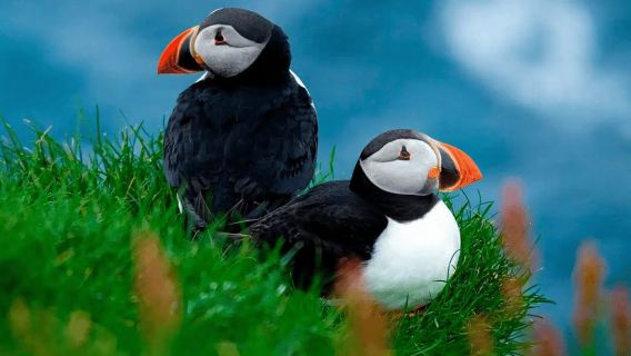 Sørvágur: Excursión en barco para ver frailecillos en las Islas Feroe