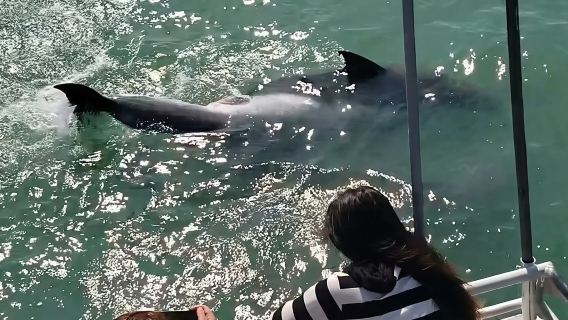 Eco and Dolphin Watch Tour of South Padre Island