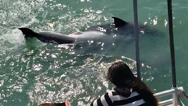 Eco and Dolphin Watch Tour of South Padre Island