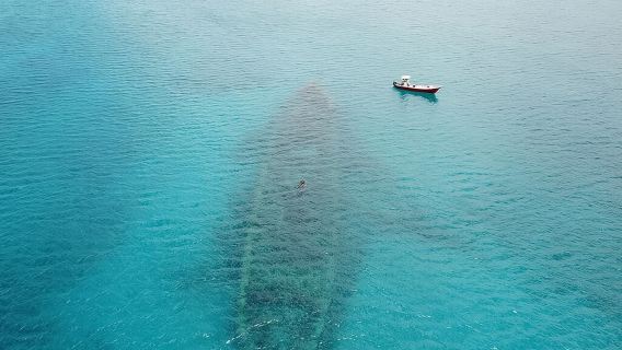 Snorkel and Exclusive Beach Exploration in Antigua