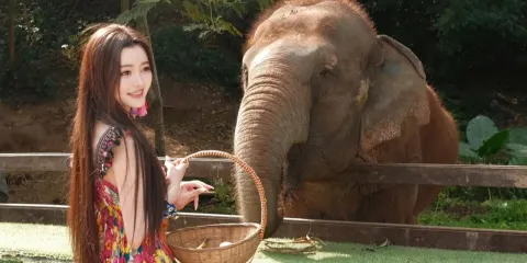 西雙版納原始森林公園+野象谷一日遊【18人精品團/導遊講解】