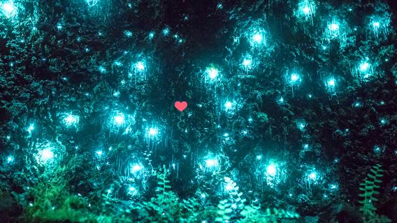 【公式認定・ガイド同行】スプリングブルック国立公園+タンボリン山 日帰りツアー 土ボタル鑑賞ナイトツアー