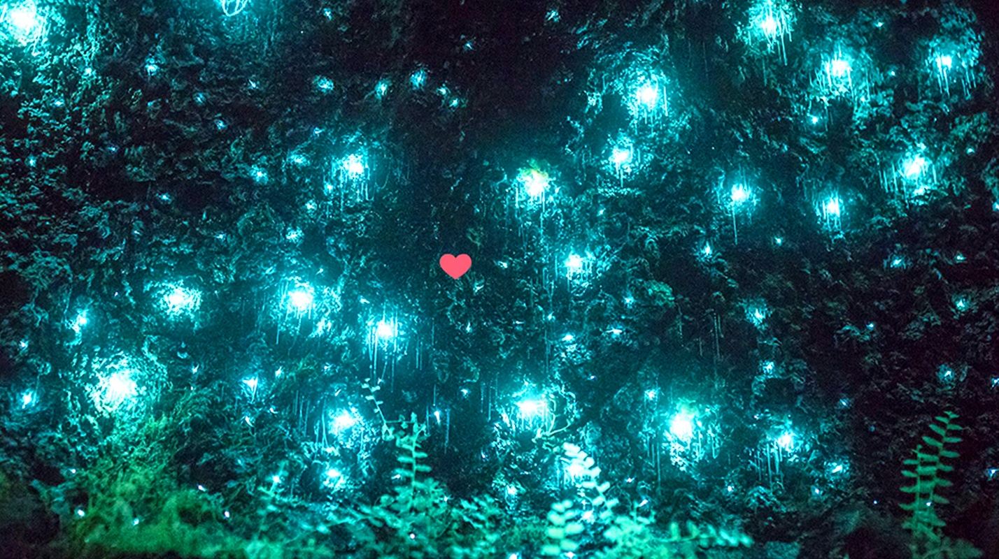 [รับรองอย่างเป็นทางการ·มีไกด์นำเที่ยว] ทัวร์ 1 วัน อุทยานแห่งชาติสปริงบรูค/ภูเขาทัมโบริน พร้อมทัวร์ชมหิ่งห้อยยามค่ำคืน