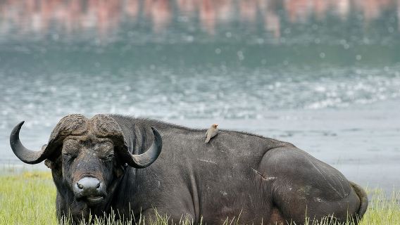 Lake Nakuru National Park - Day Trip (With Park Fees)