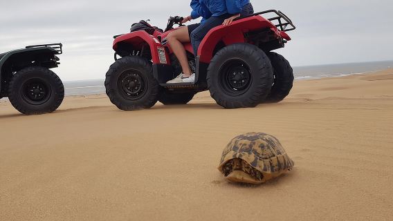 Эс-Сувейра P2: дюны Эс-Сувейры и пляжи на квадроцикле с трансфером