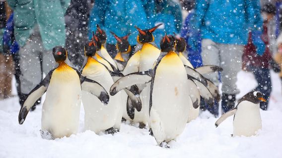 Zoo d'Asahiyama à Hokkaido + Étang bleu + Chutes de Shirahige + Visite de la terrasse des fées (billet zoo inclus)