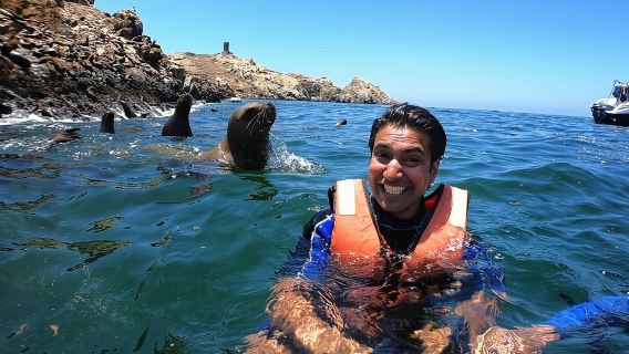 Swimming with Sea Lions in Islas Palomino Lima