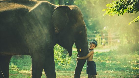 Чиангмай: полудневной тур в Центр по сохранению слонов Living Green (LG)