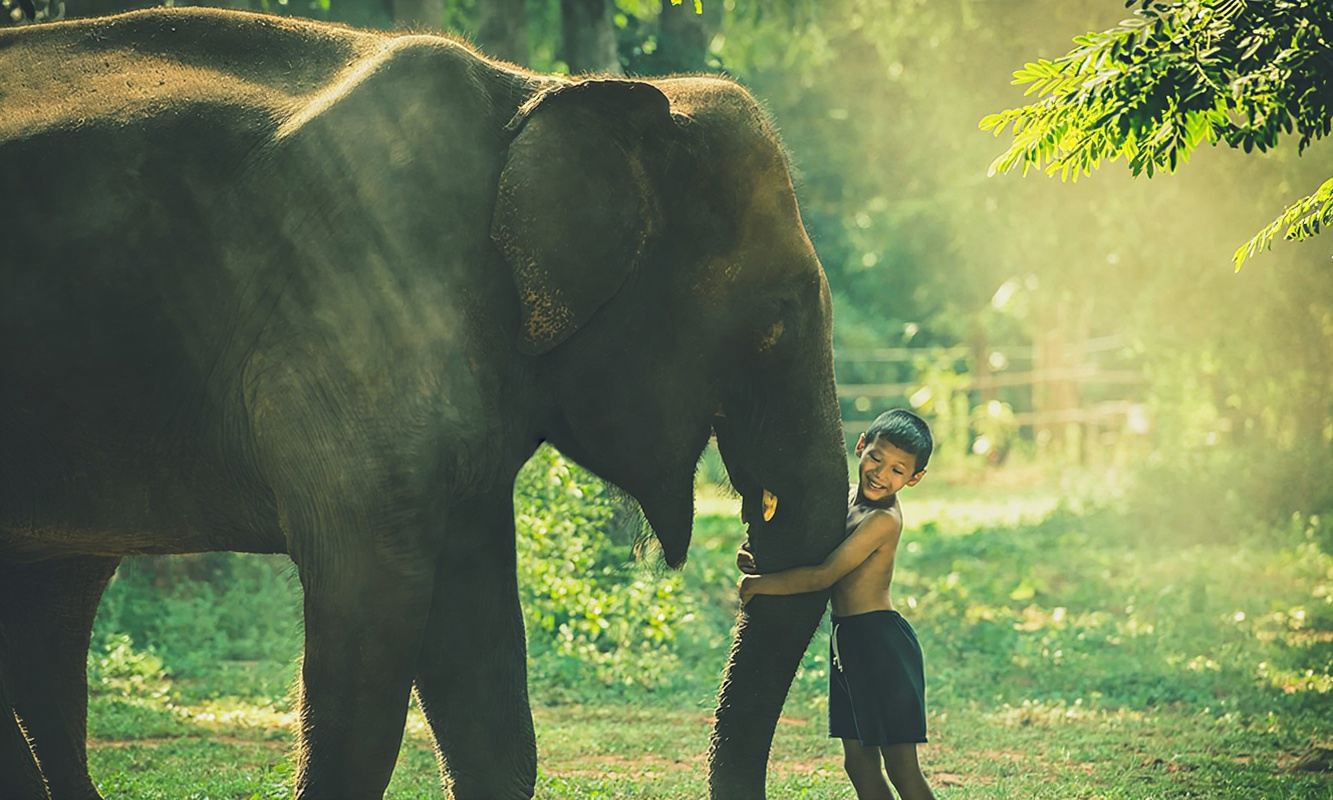 Чиангмай: полудневной тур в Центр по сохранению слонов Living Green (LG)