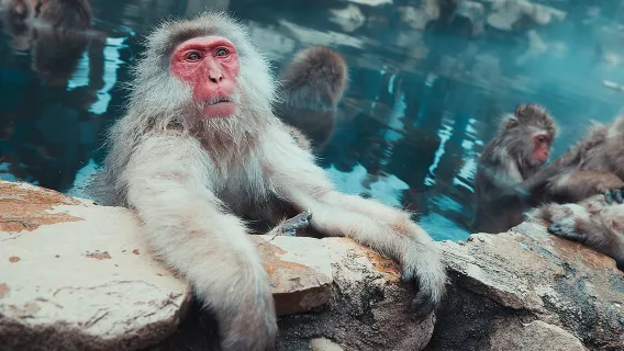 Private Snow Monkey Tour - Conveniently Resort Hop and Sightsee