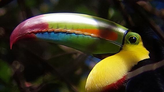 Guided tour in the Curicancha Reserve