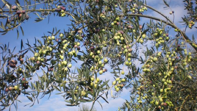 Sorrento Farm and Food Experience including Olive Oil, Limoncello, Wine tasting 