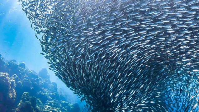 菲律賓宿霧機場/碼頭機場接駁一日遊【中文私家定制團/酒店接駁】