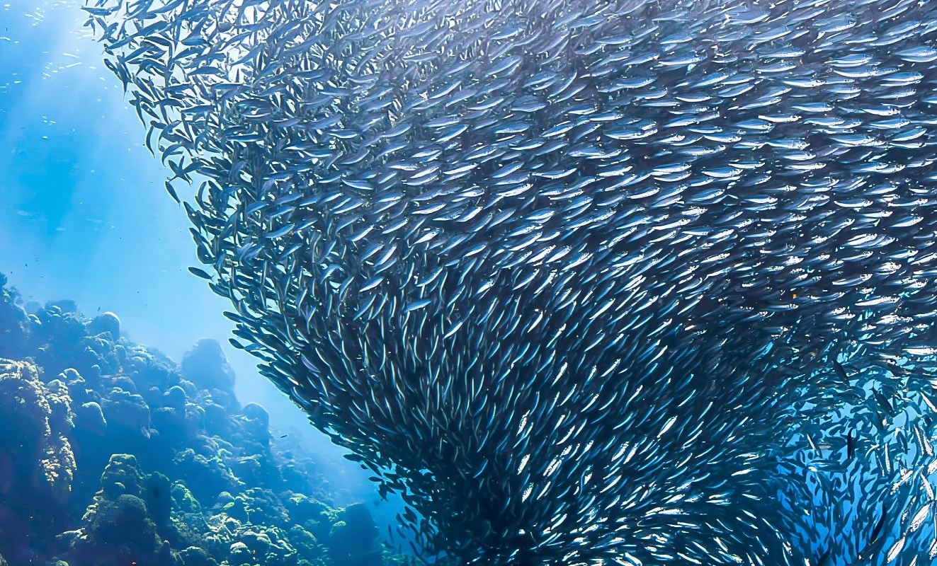 菲律賓宿霧機場/碼頭機場接送一日遊【中文私家定制團/酒店接送】