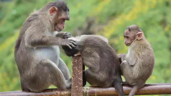 Pune to Lonavala Monsoon Drive in Private Vehicle