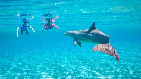 Mnemba: Swim with Wild Dolphin & Snorkeling a Coral Paradise