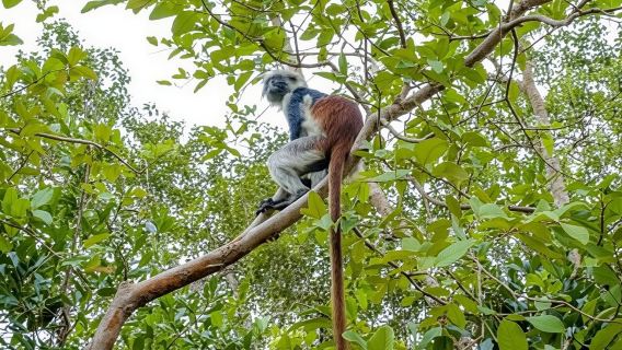 SANSIBAR: Jozani-Wald und Mnemba-Delfin-Schnorcheln mit Grill