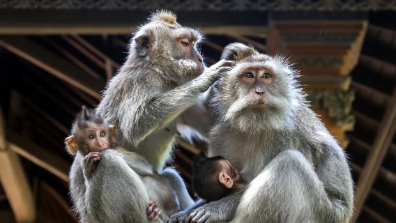 Ubud: Tur Jalan Kaki ke Bukit Campuhan dan Hutan Monyet